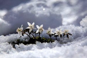 너도바람꽃/ 황구하