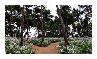 정읍 구절초 축제