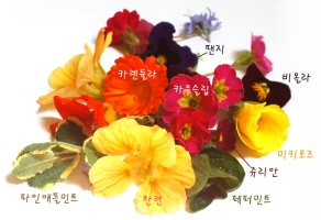 식용꽃 - 카오슬립, 카우슬립