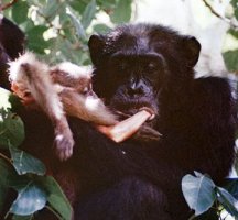 유인원중 육식을 하는 침팬지에 대하여