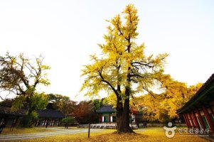 [가을여행지추천] 단풍여행시기! 즐거운 단풍여행을 떠나볼까요?