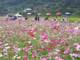 2016.10.07 정읍구절초축제