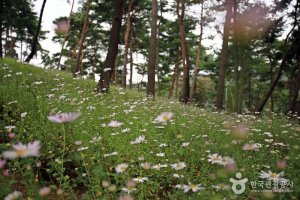 정읍 구절초축제 2019 일정, 가는길, 입장료 알아보기