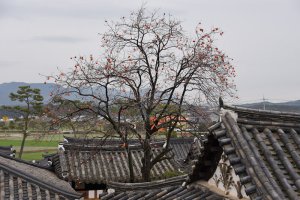 창녕 석리, 성씨 고가