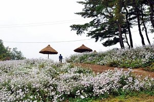 정읍 구절초 축제와 옥정호