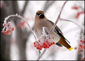 배경에 좋은 여러가지 모음(달리는기차,싼타 새종류,각종후레쉬등)