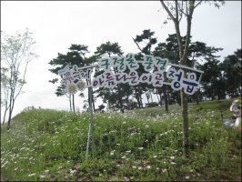 정읍 구절초 축제