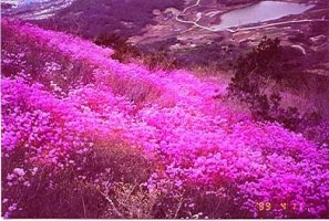 산행을 하다보면 - 우리나라 진달래꽃 축제