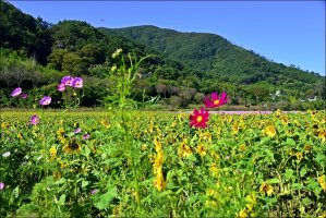 정읍 구절초 축제!