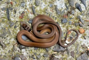 비바리뱀 [Black headed snake]