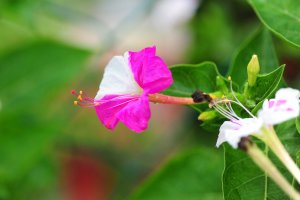 희귀하고 아름다운 여름꽃 감상 (틸란드시아, Tillandsia)