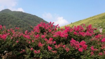 8월에 핀 진분홍 배롱나무 구경오세요 (백일홍/조경수/정원수/가로수/꽃나무/꽃)