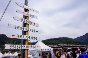 제7회 정읍 구절초 축제에 다녀왔습니다.