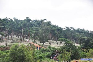 정읍 구절초 축제(171007)