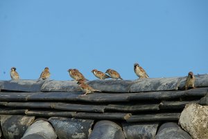 하회마을(지산고택), 병산서원, ,화천서원, 옥연정사, 부용대, 겸암정사, 영주 무섬, 소수서원, 선비촌