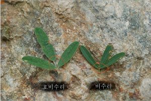 야관문의 효능