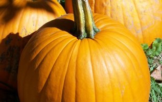 늙은호박효능 및 늙은호박전만들기