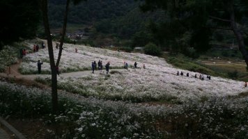 정읍 구절초축제~