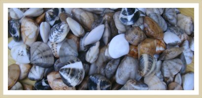 백합 조개 (Veneridae)