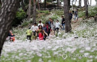 [카메라뉴스] 정읍 구절초축제 가을 내음 '물씬'