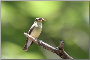 흰눈썹황금새 - 먹이종류