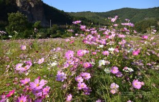 정읍 구절초 축제에서