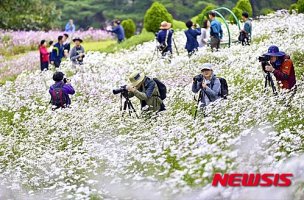 제10회 정읍 구절초축제 10월3일 개막