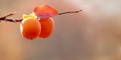 [24절기] 낮과 밤의 길이가 같아지는 추분(秋分)