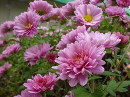 10ì1ì¼ êµ­í(ë¹¨ê°) (Chrysanthemum)