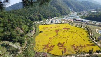 ■ 정읍 구절초 축제 (10/7일)■