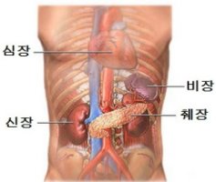 인체의 장기가 각각 하는일