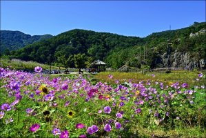 정읍 구절초 축제 [3 ]