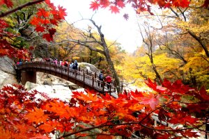 091024_ 설악산 주전골 단풍