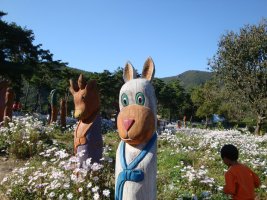 *정읍 구절초 축제*