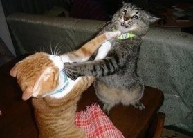 ¥"胸ぐら取った猫,