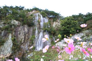 정읍 구절초 축제 ~