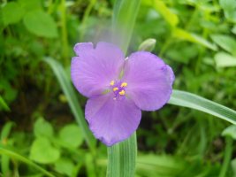 (여름 꽃) 산모롱이에 핀 여름꽃 4가지