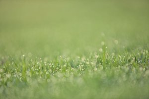 처서의 뜻과 처서 이야기!