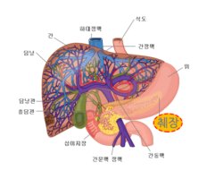 췌장을 살리는 기술