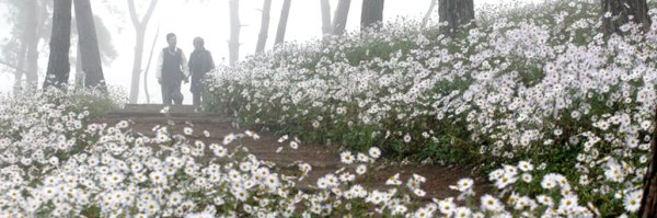 정읍 구절초축제 2018