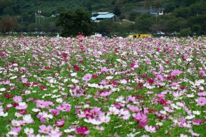 정읍:구절초축제