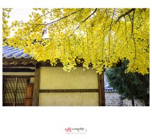 [전북 전주] 노랗게 물들다, 전주향교 은행나무