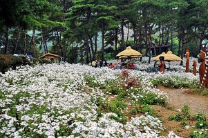 정읍 구절초 축제와 옥정호