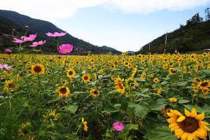 정읍 구절초 축제