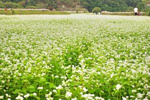 전주 한옥마을(6) : 제8회 정읍 구절초 축제