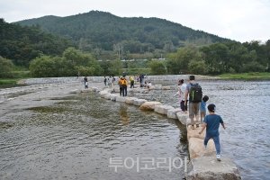 정읍 구절초 축제