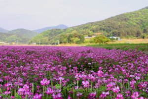 자운영 꽃