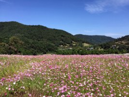 가을 정읍 구절초 축제