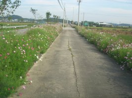 가을...코스모스길로 놀러 오세요~!