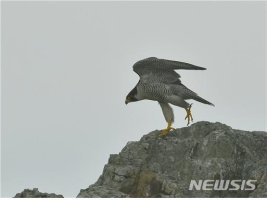 제주 해양공원서 비바리뱀·매 서식 확인..멸종위기Ⅰ급